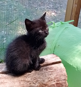 jasper as a kitten 1