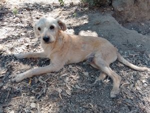 {"capture mode":"automodule","faces":[]}