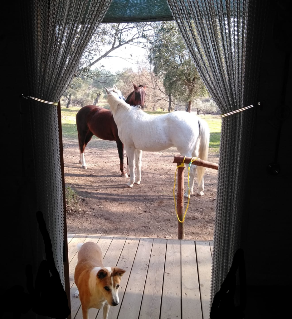 horses grooming edited